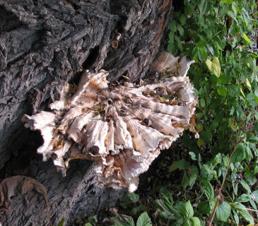 Starší plodnice na vrbě, Lednice park 2004.