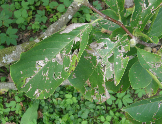 Kroupami potrhané listy magnolie, Luhačovice 2015.