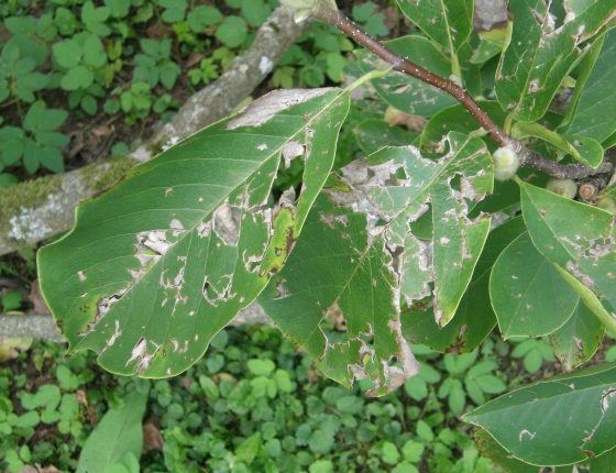 Kroupami potrhané listy magnolie, Luhačovice 2015.