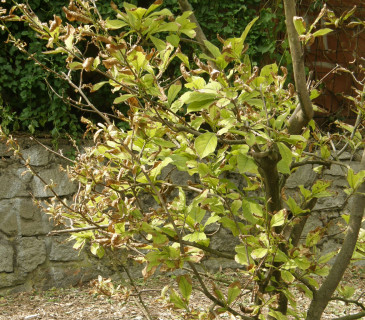 Kalcióza listů magnolie, Brno Lužánky 2009.