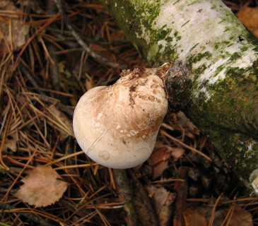 Plodnice na bříze, Arboretum Křtiny 2008.