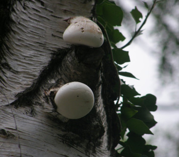 Plodnice na bříze, Arboretum Křtiny 2008.