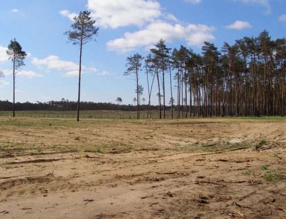 Holina po požáru 2012, stav 2017 po opakovaném poškození sazenic ponravy chroustů.