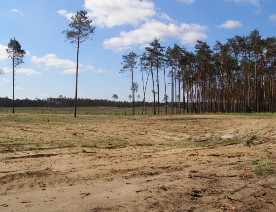 Holina po požáru 2012, stav 2017 po opakovaném poškození sazenic ponravy chroustů.