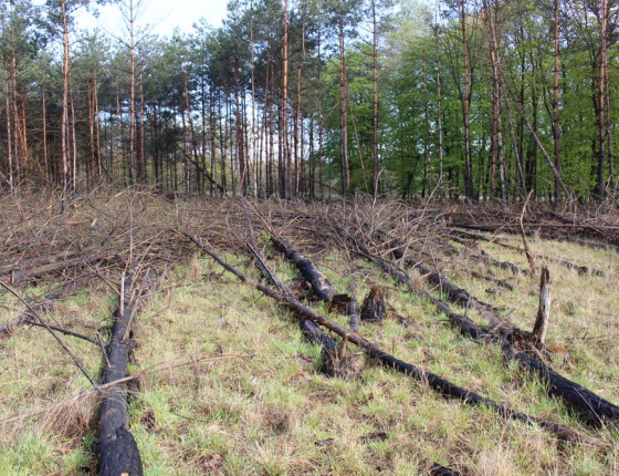 Okraj požářiště z roku 2012, stav 2017.