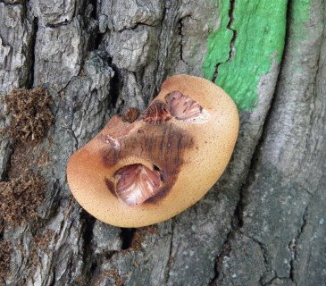 Plodnice na dubu, Lednice park 2008.