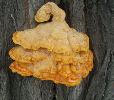 Plodnice na akátu, Brno 2012.