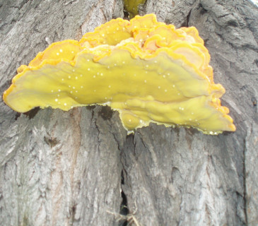 Mladá plodnice sírovce, Lednice park 2006.