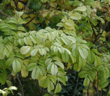 Kalcióza listů růže, Brno 2008.