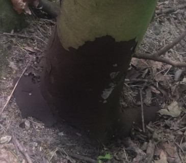 Symptomy na bázi javoru, Brno 2020.