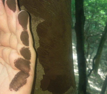 Stroma a černé konidie, Brno 2020.