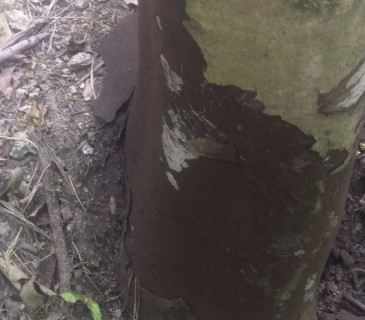 Symptomy na bázi javoru, Brno 2020.