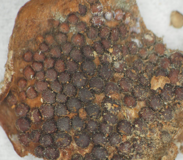 Šupina šišky s aeciemi, laboratoř ÚOLM LDF MENDELU v Brně 2014.