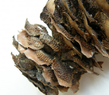 Šiška smrku s aeciemi, laboratoř ÚOLM LDF MENDELU v Brně 2014.