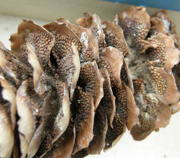 Šiška smrku s aeciemi, laboratoř ÚOLM LDF MENDELU v Brně 2014.