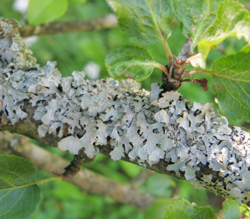 Lišejník na jabloni, Brno 2012.