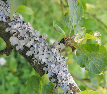 Lišejník na jabloni, Brno 2012.