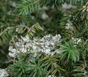 Lišejník na větvičce jedle, ŠLP ML Křtiny 2012.