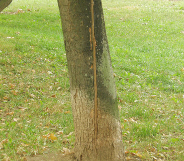 Báze dřeviny poškozená psí močí, Brno Lužánky 2009.
