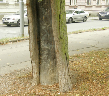 Báze dřeviny poškozená psí močí, Brno Lužánky 2009.