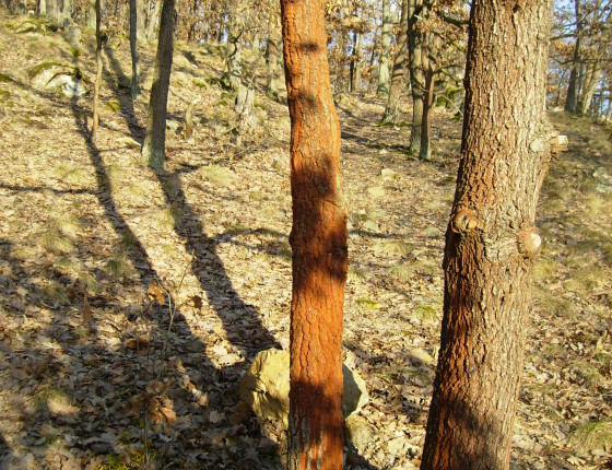 Trentepohlia sp. řasa na kmeni, Údolí Oslavy 2014.