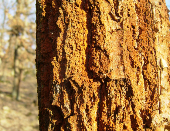 Trentepohlia sp. řasa na kmeni, Údolí Oslavy 2014.