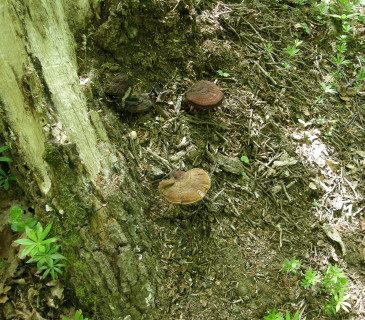 Plodnice u pařezu dubu, NPR Čertoryje 2020.