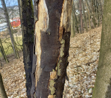 Odlupující se borka, Brno 2022.