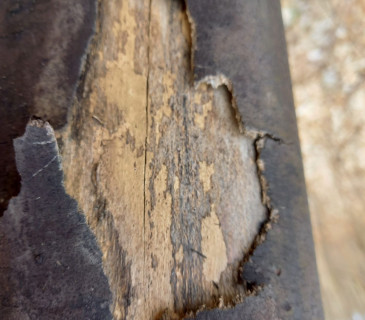 Odlupující se borka, Brno 2022.