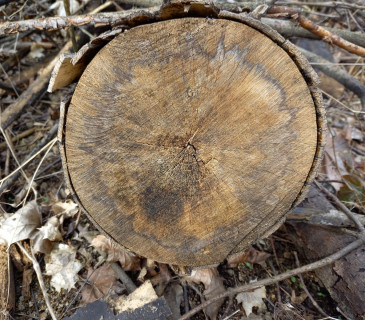 Průřez kmenem s tmavou reakční zónou oddělující zdravé dřevo, Brno 2020.