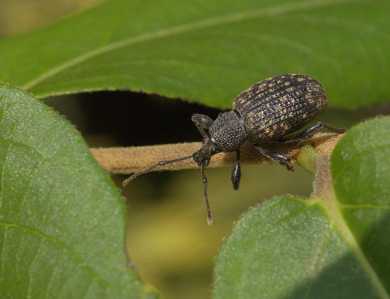 Brouk, MENDELU, Brno 2006.