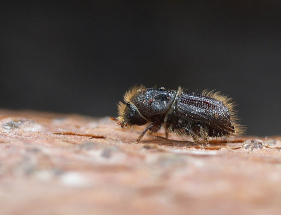 Dospělý brouk, Hostěnice 2008.