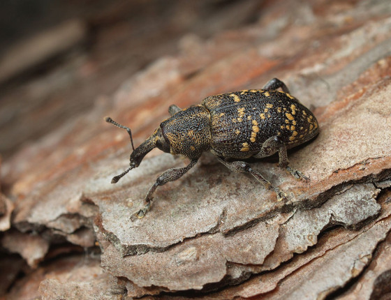 Dospělec klikoroha, Pustá Rybná 2009.