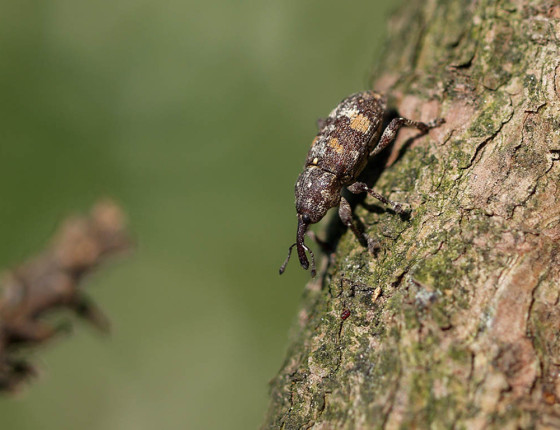 Dospělý brouk, arboretum MENDELU, Brno 2007.