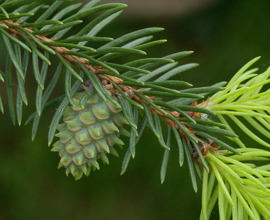 Detail šišticové hálky, Brno-Bystrc 2006.