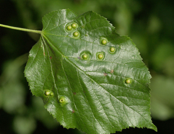 Hálky na líci listu, Česká Třebová 2006.
