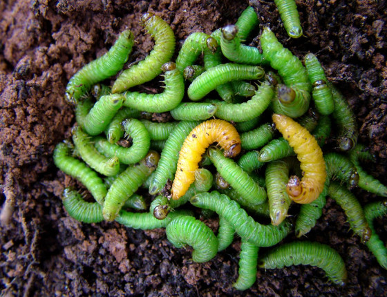 Housenice, Žákova hora 2005.