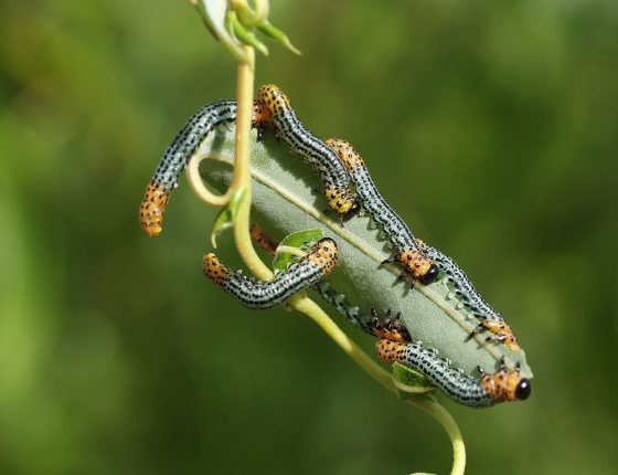 Housenice, 2005.