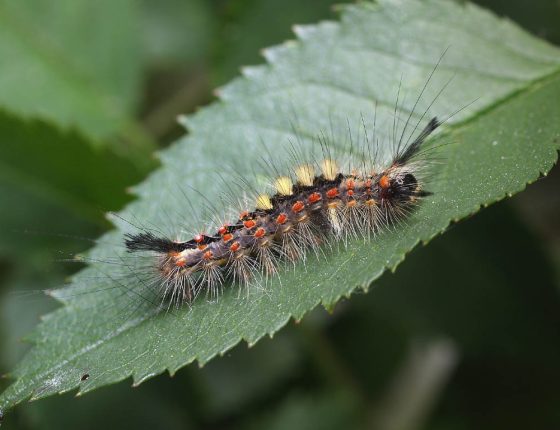 Housenka, Mokrá-Horákov 2011.