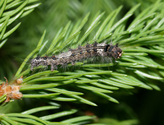 Housenka bekyně, Ochoz u Brna 2007.