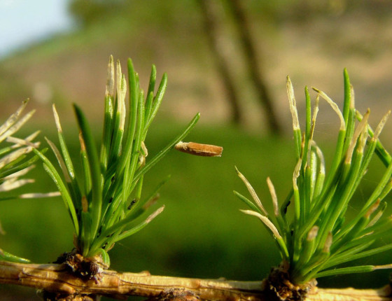 Housenka v ochranném pouzdru, Vápenný Podol 2005.