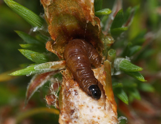 Housenka ve vyžraném terminálním výhonu, Brno-Hády 2010.