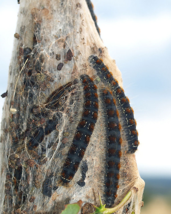 Housenky na hnízdě, 2007.