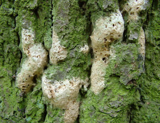 Hubky – vaječné snůšky, 2005.