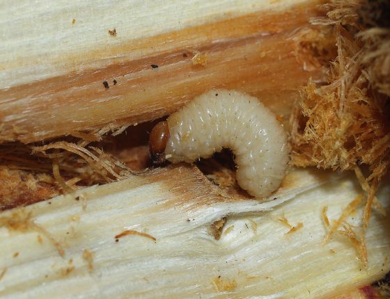 Larva, 2009.