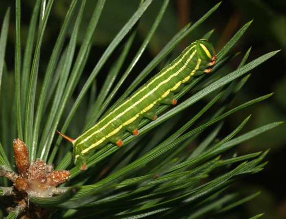 Mladá housenka, Hamr u Třeboně 2008.