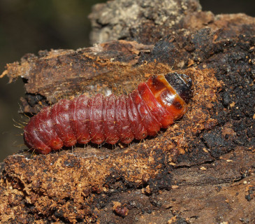 Mladá housenka, Brno Arboretum MENDELU, 2006.