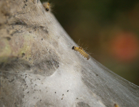 Mladá housenka, 2006.