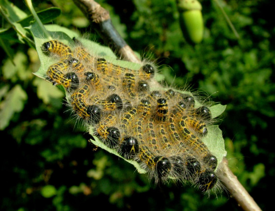 Mladé housenky, 2005.