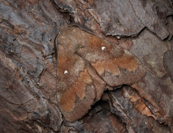 Motýl, Hostěnice 2009.